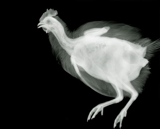 X-Ray photography by Nick Veasey