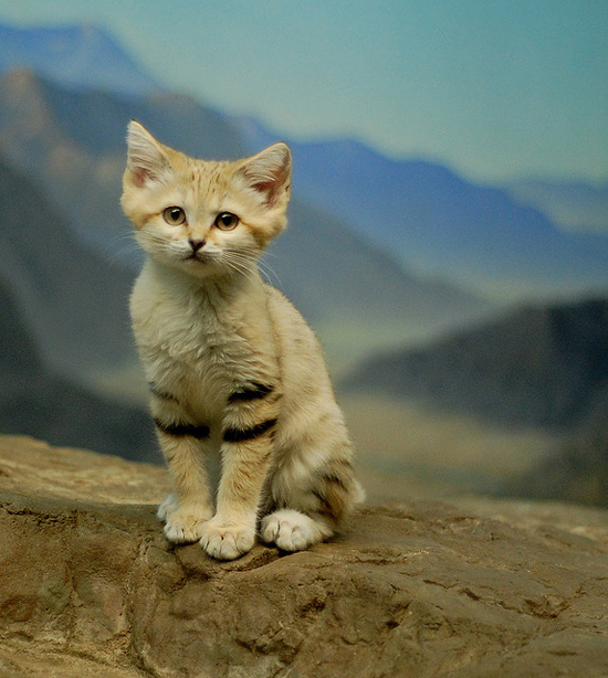 Felis margarita, the sand cat