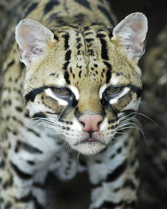 Graceful and gorgeous creature: the Ocelot