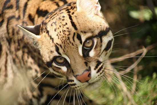 Graceful and gorgeous creature: the Ocelot