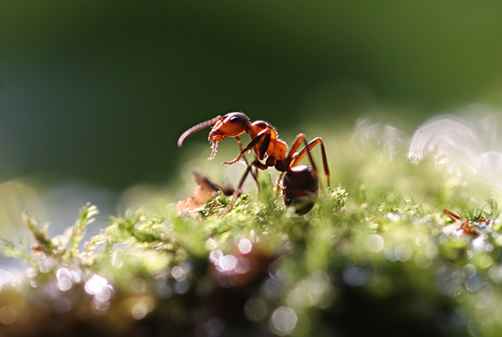 Ants, a new macro story by Vadim Trunov