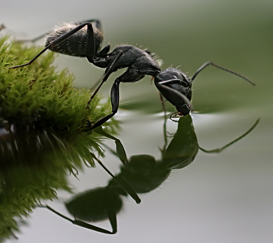 Ants, a new macro story by Vadim Trunov