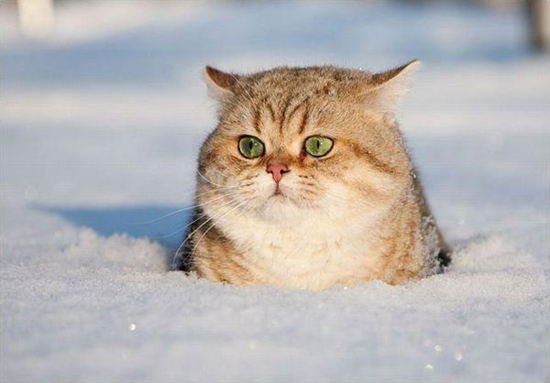 Cats in the snow