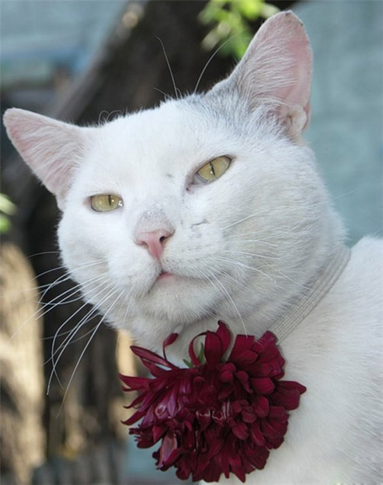Cats love flowers