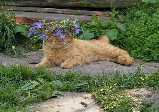 Cats love flowers