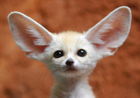 Fennec fox, photography by Floridapfe 