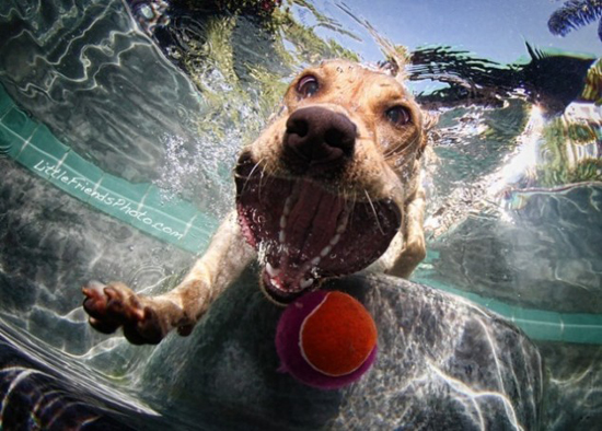 Underwater pictures of dogs diving to fetch