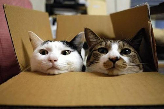 Cats in boxes