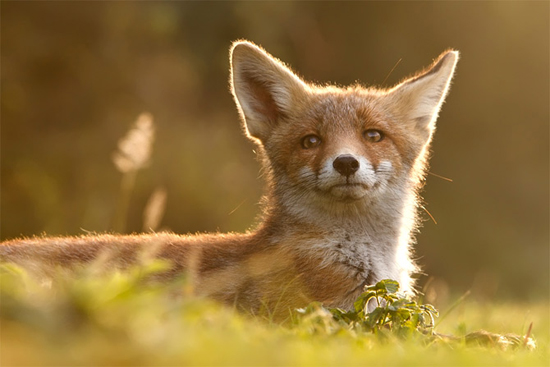 Funny foxes, photography by Roeselien Raimond