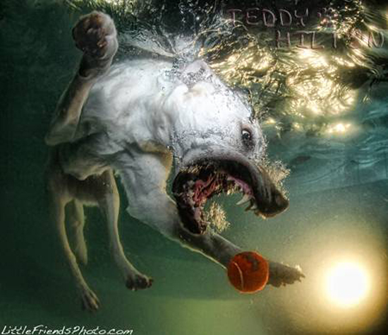 Underwater pictures of dogs diving to fetch