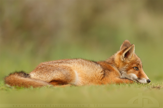 Funny foxes, photography by Roeselien Raimond