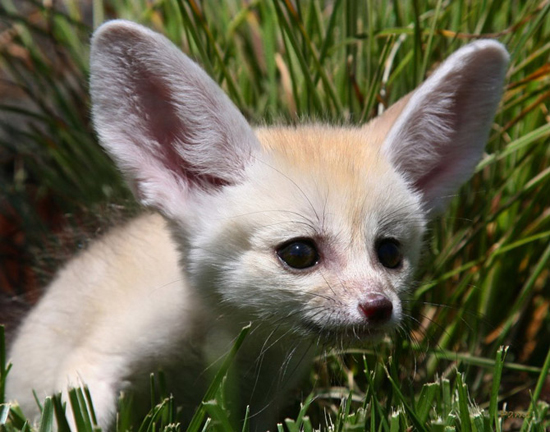 Fennec fox, photography by Floridapfe 