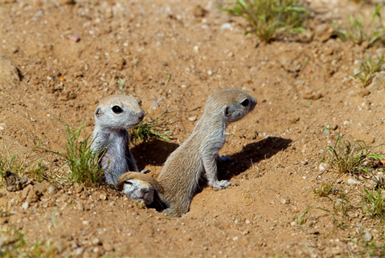 Baby squirrels bust out of their burrow