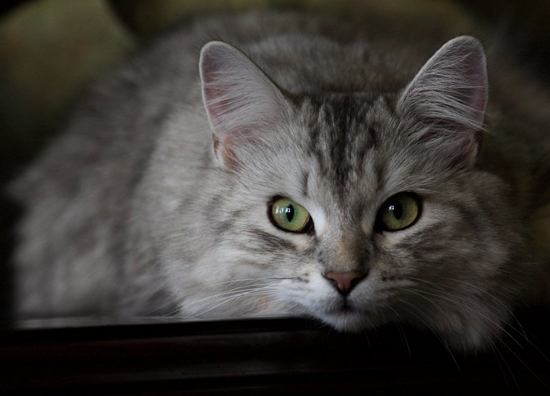 Siberian cat, photography by Michael aka Mischi3vo