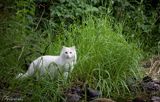 Norwegian forest cat, photography by Susanne Hvenegaard