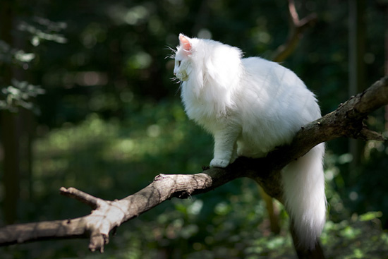 Norwegian forest cat, photography by Susanne Hvenegaard