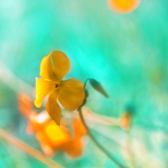 Splendid colors of life, photography by Melina Koumpi