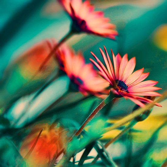 Splendid colors of life, photography by Melina Koumpi