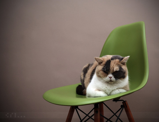 Cats love Eames