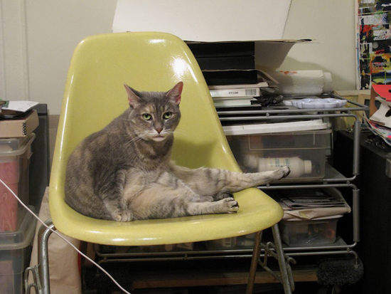 Cats love Eames