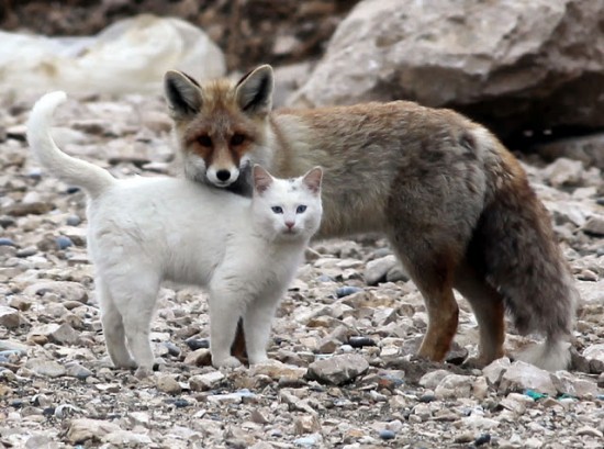 Сat and fox are best friends