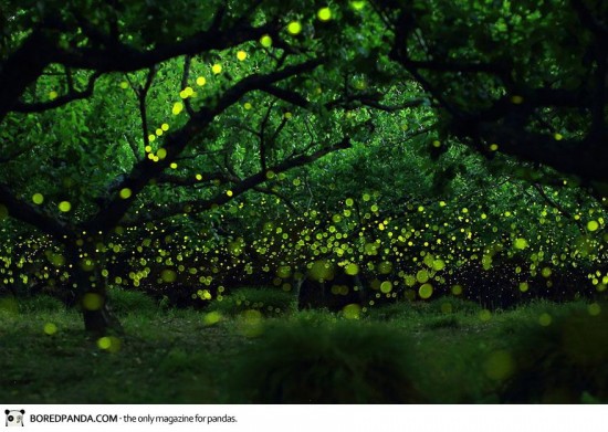 Dream-like long exposure photos of fireflies by Yume Cyan