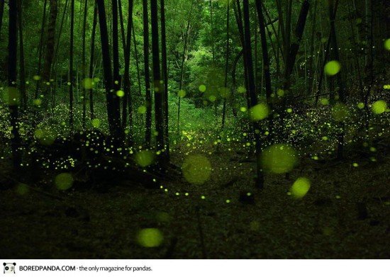 Dream-like long exposure photos of fireflies by Yume Cyan