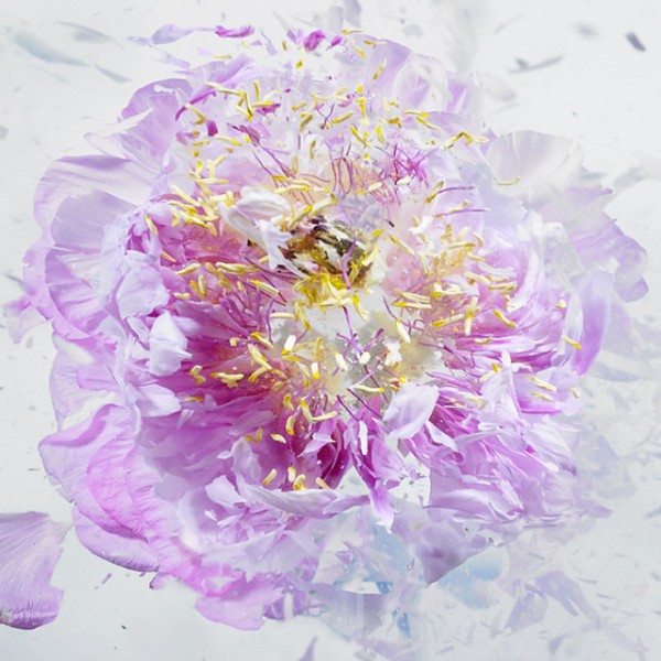 Rapid Bloom, flower explosions series by Martin Klimas