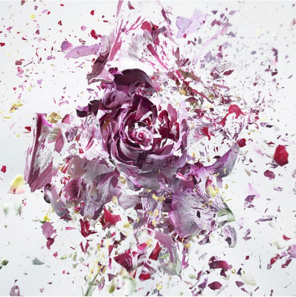 Rapid Bloom, flower explosions series by Martin Klimas