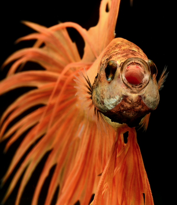 Incredibly close up of colorful Siamese fighting fish by Visarute Angkatavanich