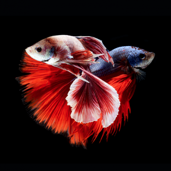Incredibly close up of colorful Siamese fighting fish by Visarute Angkatavanich