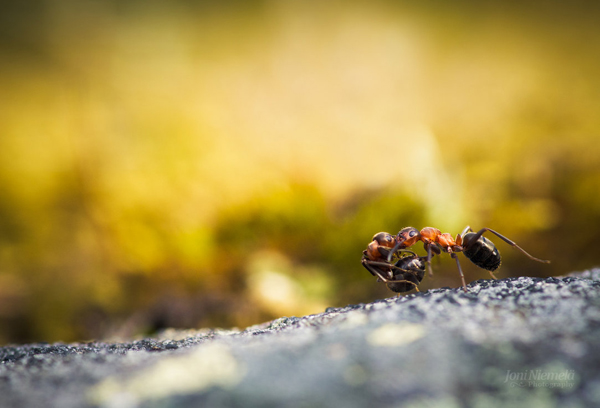 Ant's life captured in macro photos by Joni Niemelä