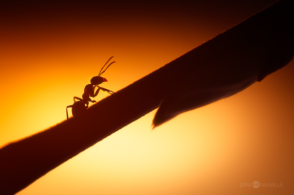 Ant's life captured in macro photos by Joni Niemelä