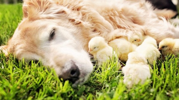 Champ snuggling with baby chicks, photos by Candice Sedighan