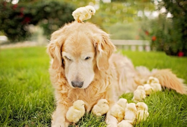 Champ snuggling with baby chicks, photos by Candice Sedighan