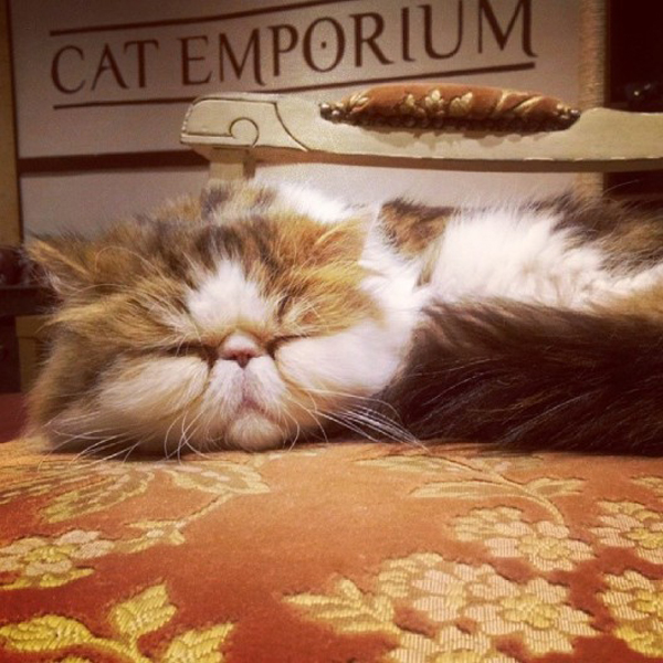 Lady Dinah’s Cat Emporium: the first week at the cat café