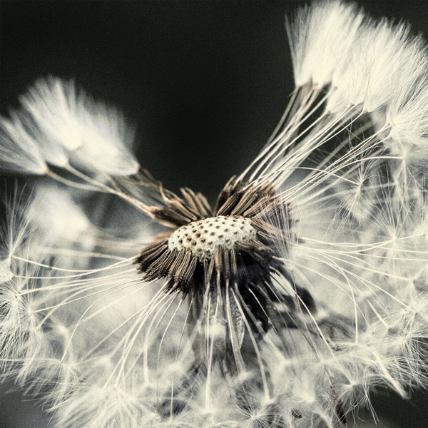 Taraxacum Seed Head, digital photography by Chaotic Atmospheres