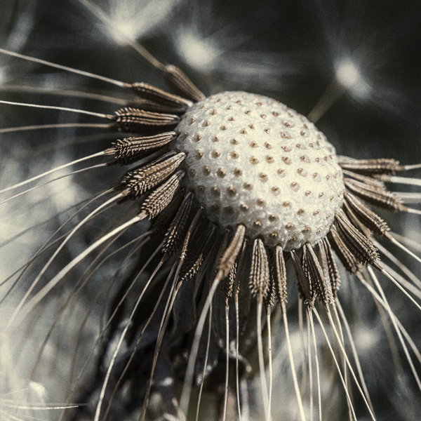 Taraxacum Seed Head, digital photography by Chaotic Atmospheres