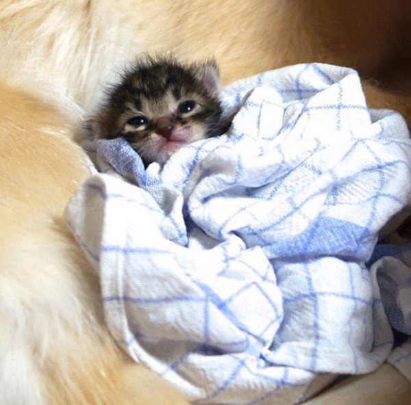 Amazing, a cute orphaned kitten adopted by this Golden Retriever