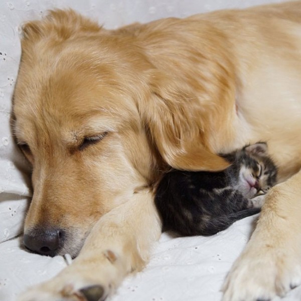 Amazing, a cute orphaned kitten adopted by this Golden Retriever