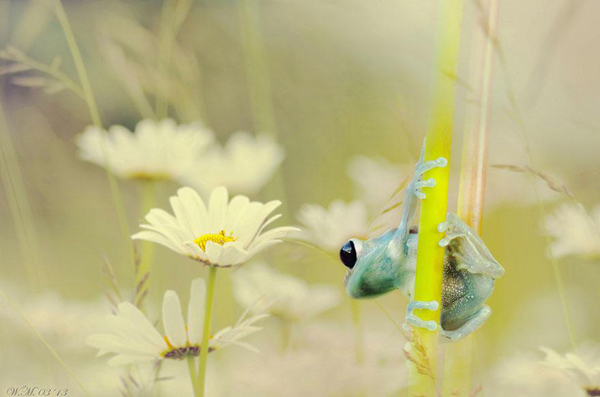 Vividly-colored world of frogs, macro photography by Wil Mijer