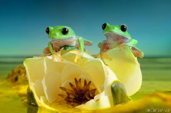 Vividly-colored world of frogs, macro photography by Wil Mijer