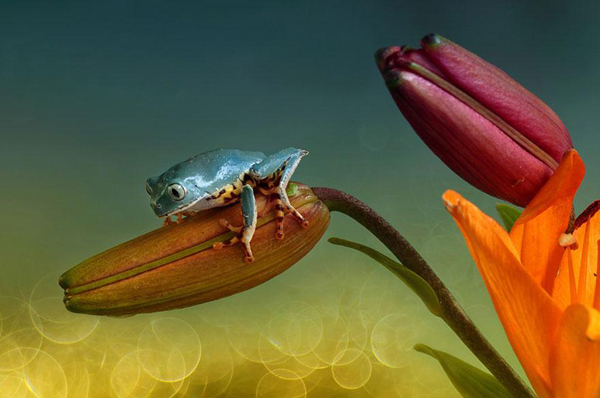 Vividly-colored world of frogs, macro photography by Wil Mijer