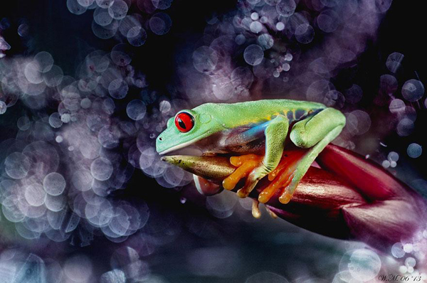 Vividly-colored world of frogs, macro photography by Wil Mijer