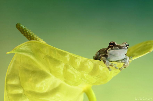 Vividly-colored world of frogs, macro photography by Wil Mijer