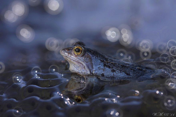 Vividly-colored world of frogs, macro photography by Wil Mijer