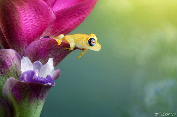 Vividly-colored world of frogs, macro photography by Wil Mijer