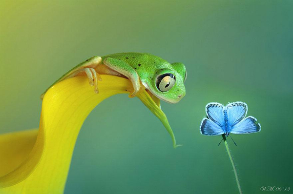 Vividly-colored world of frogs, macro photography by Wil Mijer