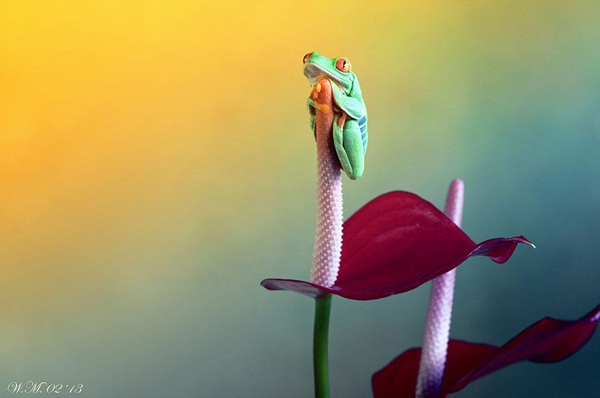 Vividly-colored world of frogs, macro photography by Wil Mijer