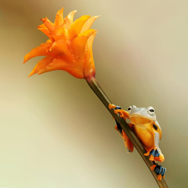 Vividly-colored world of frogs, macro photography by Wil Mijer